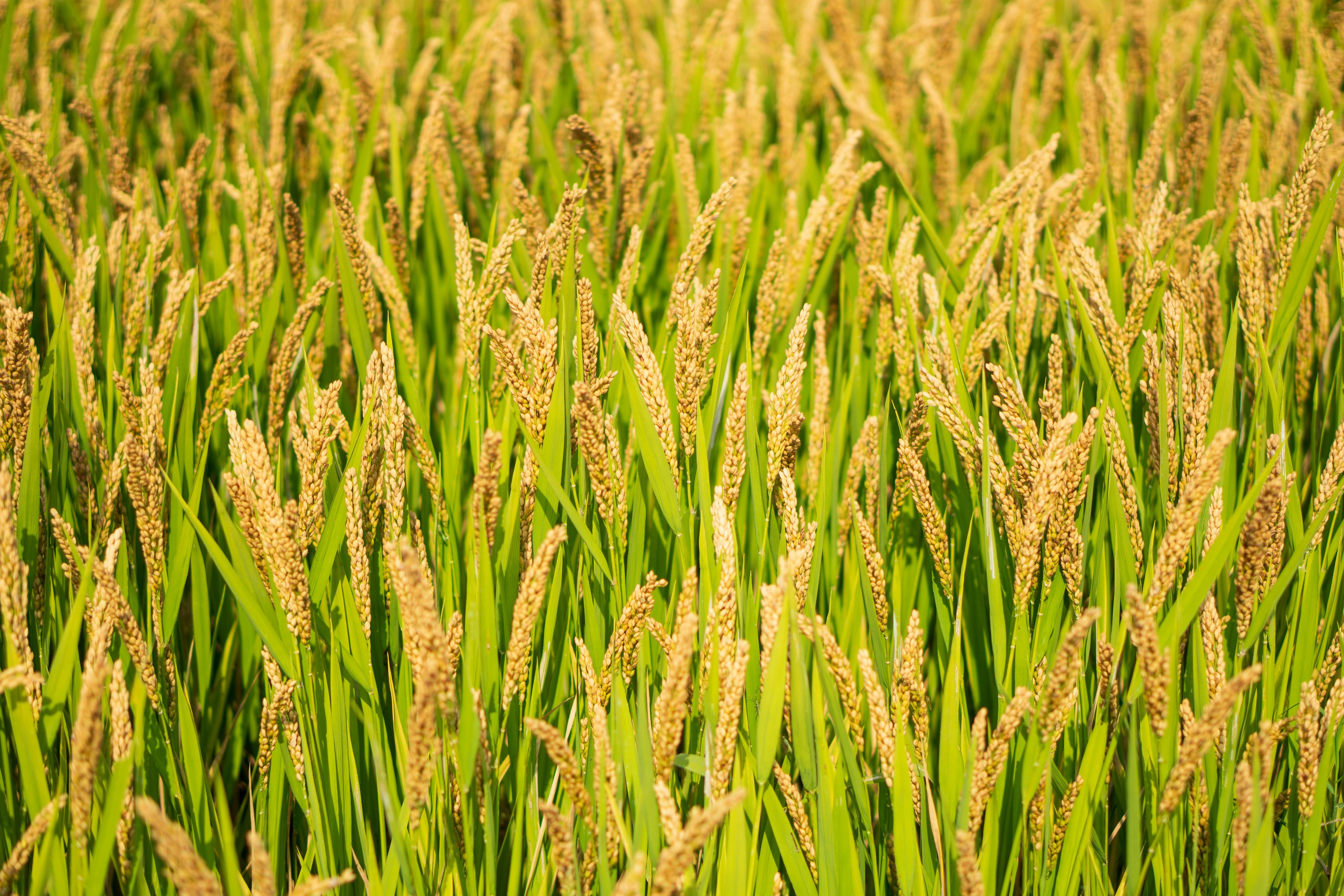 Exploring Mini Rice Mill Plants: Benefits, Setup Guide, and Cost-Effective Solutions for Small-Scale Milling 1 Understanding Mini Rice Mill Plants and Their Role in Modern Agriculture