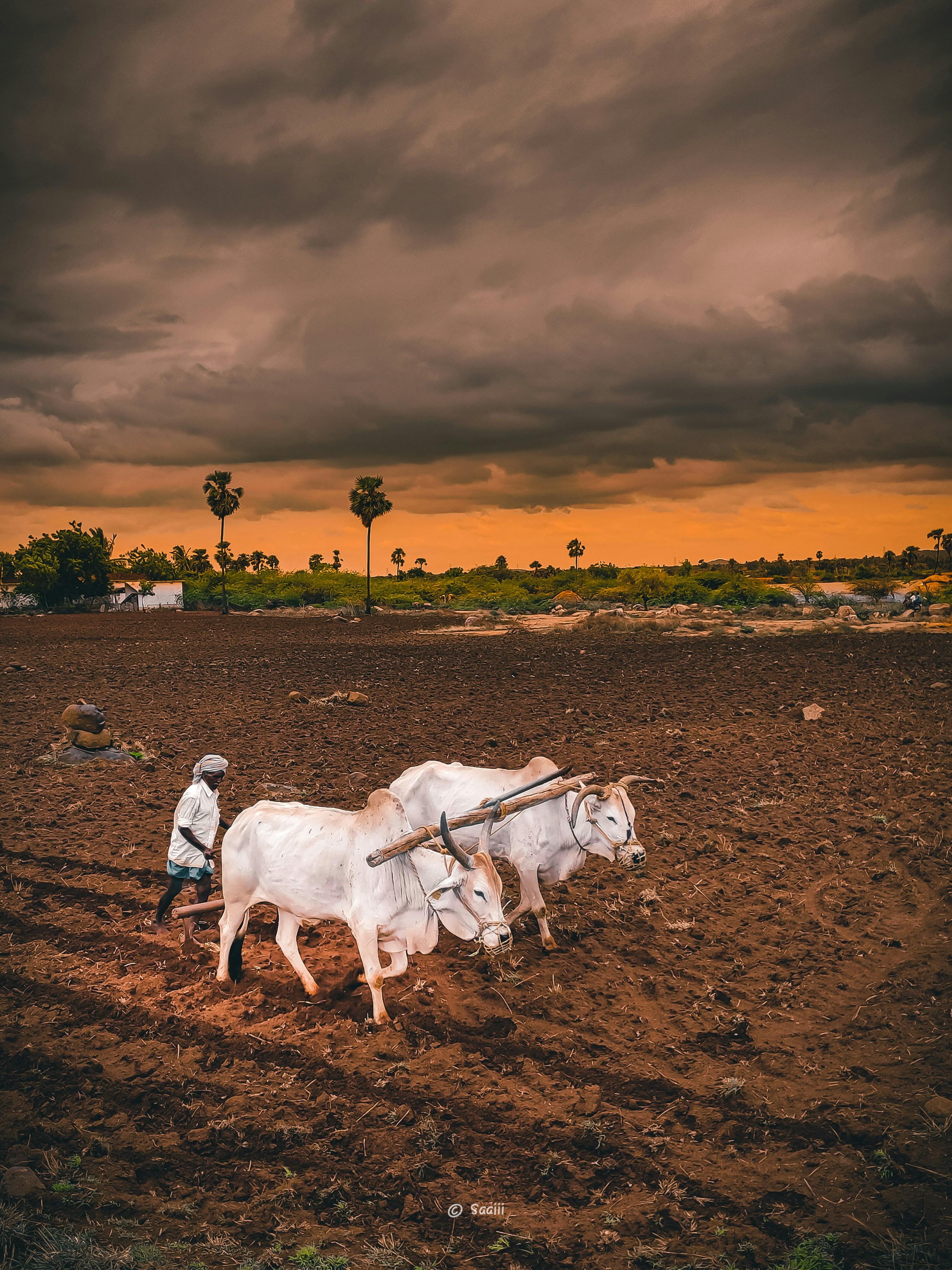 Exploring the Role and Benefits of Small Rice Mills in Local Agriculture: An Insight into Their Impact on Food Security and Economic Development 2 Empowering Farmers: The Economic Advantages of Local rice Milling Operations