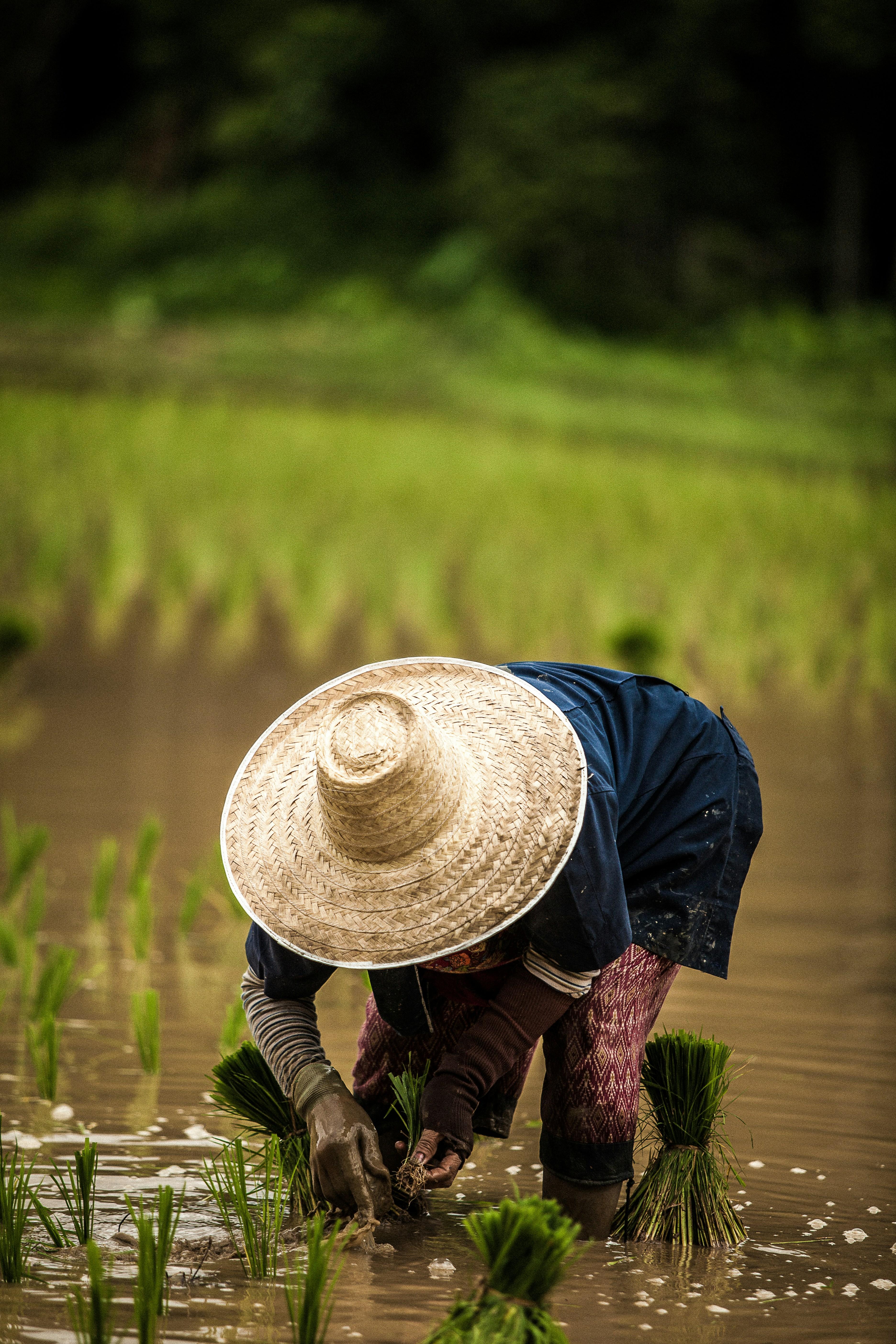 Navigating the Invisible Costs⁢ of Rice Processing: The Sustainability Dilemma Revisited
