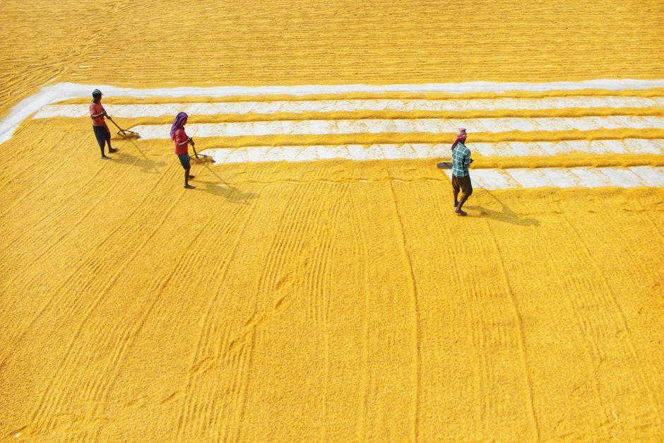 Essential Checks Before⁣ Launching Your Rice Mill ​Plant‍ to Ensure Smooth Sailing