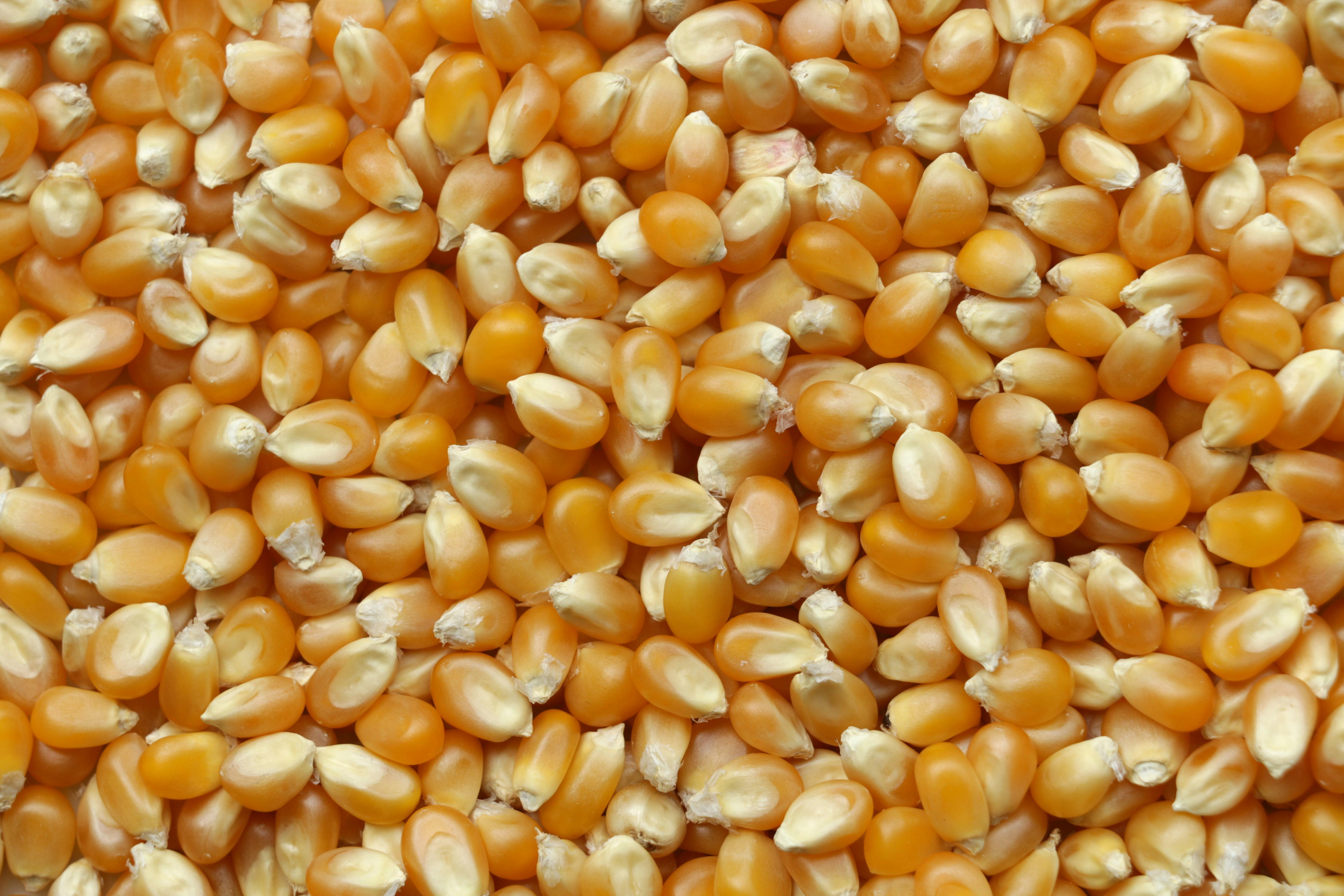 Technical Analysis of Maize Milling Processes: Performance Metrics, Equipment Specifications, and Decision Factors for Optimal Production 1 Evaluating the Mechanical Dynamics of Maize Milling for Enhanced Yield Efficiency