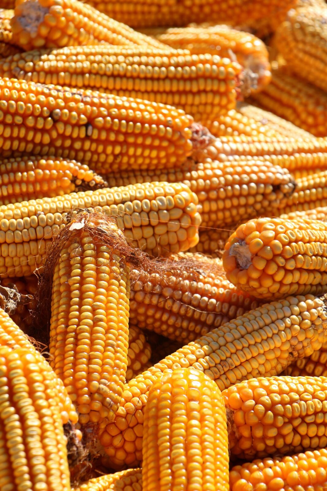Optimizing Corn Processing: An In-Depth Analysis of Techniques, Performance Metrics, and Decision Criteria for Enhanced Yield and Efficiency 3 Navigating Decision Criteria in Corn processing: Identifying Key Factors for Efficiency and Quality Enhancement