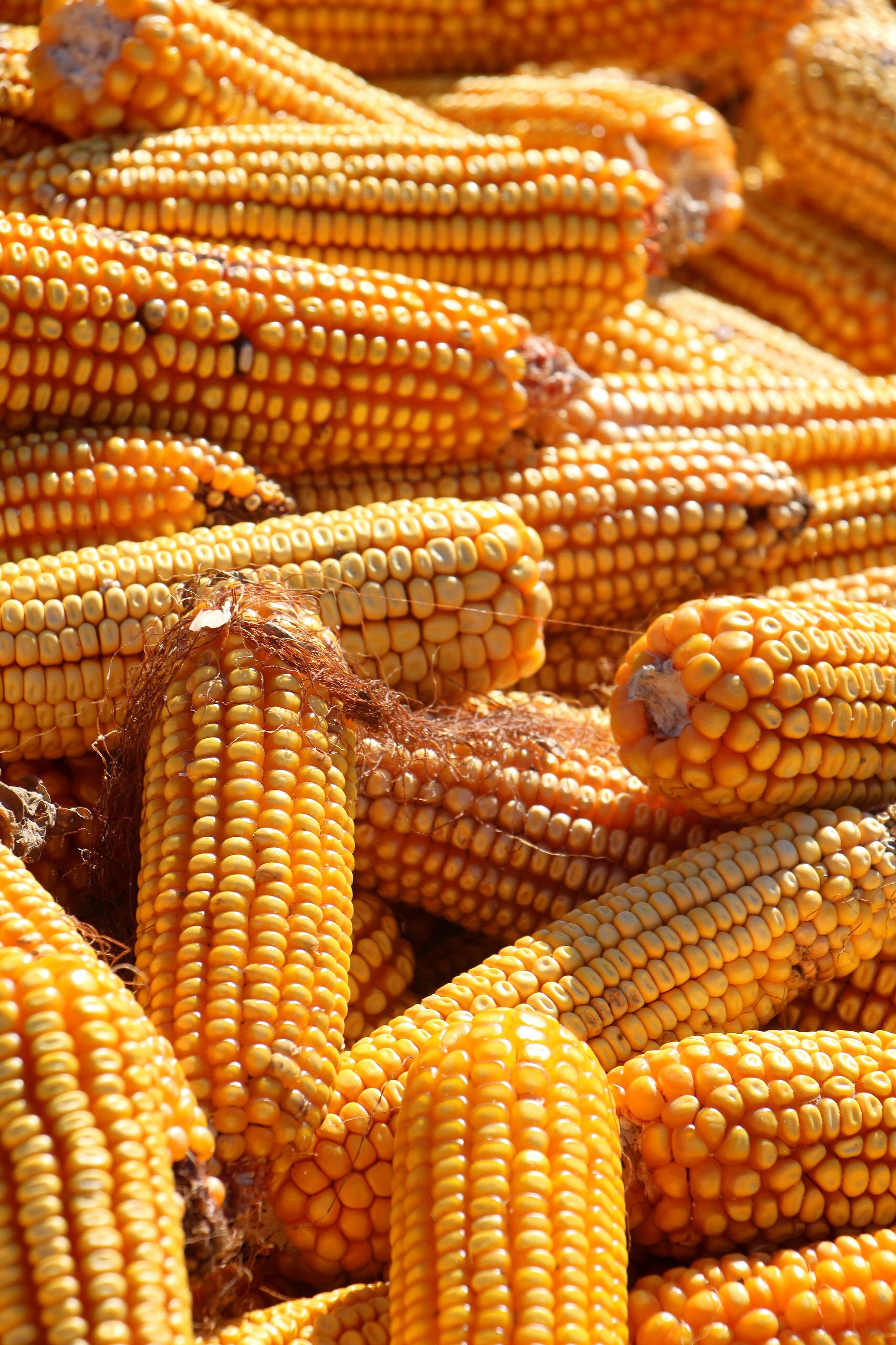 Optimizing Corn Processing: An In-Depth Analysis of Techniques, Performance Metrics, and Decision Criteria for Enhanced Yield and Efficiency 3 Navigating Decision Criteria in Corn processing: Identifying Key Factors for Efficiency and Quality Enhancement