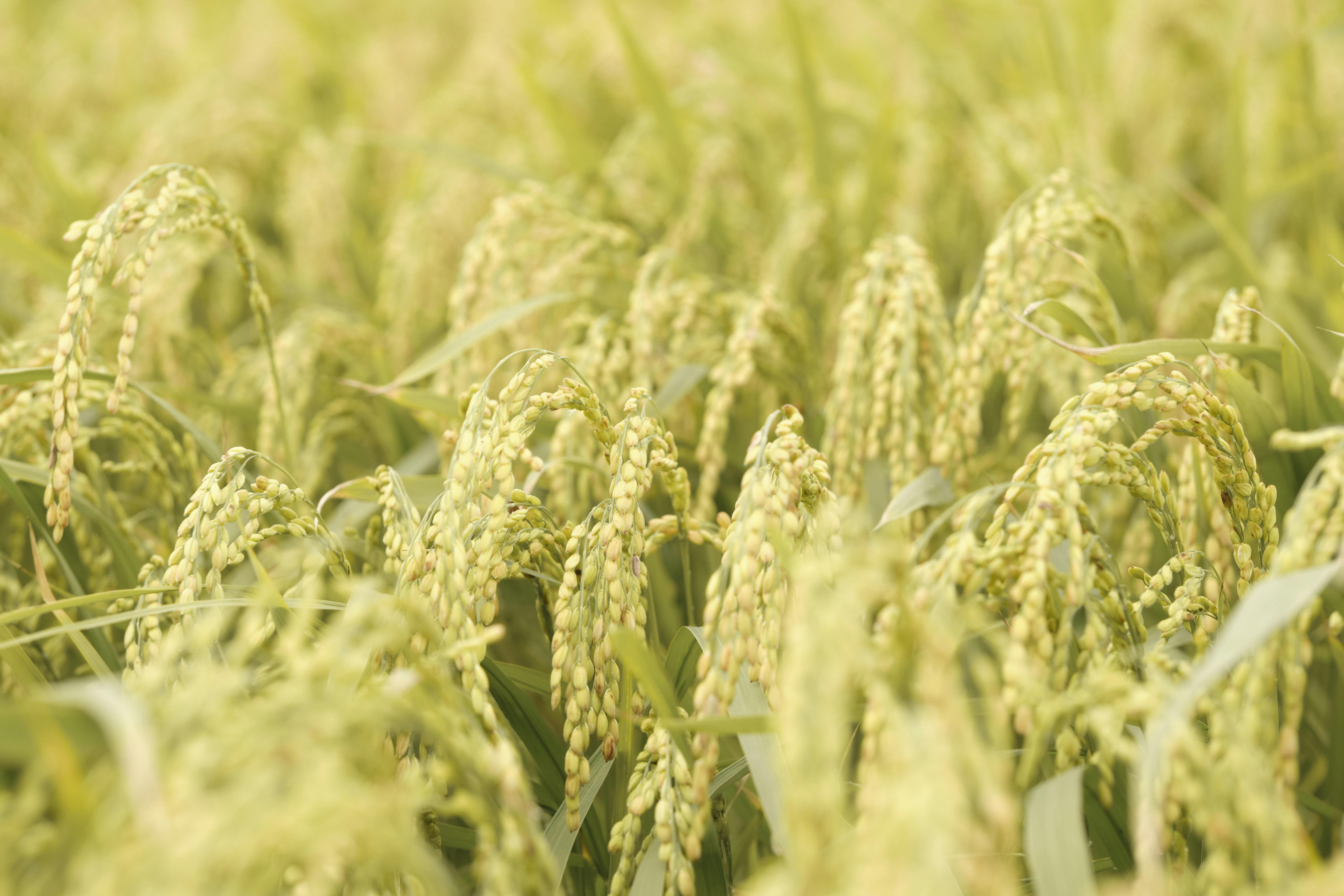 Understanding Mini Rice Mill Plants: Benefits, Setup Guide, and Key Considerations for Small-Scale Production 2 Unlocking the Advantages of Mini Rice Mill Plants for Aspiring Entrepreneurs