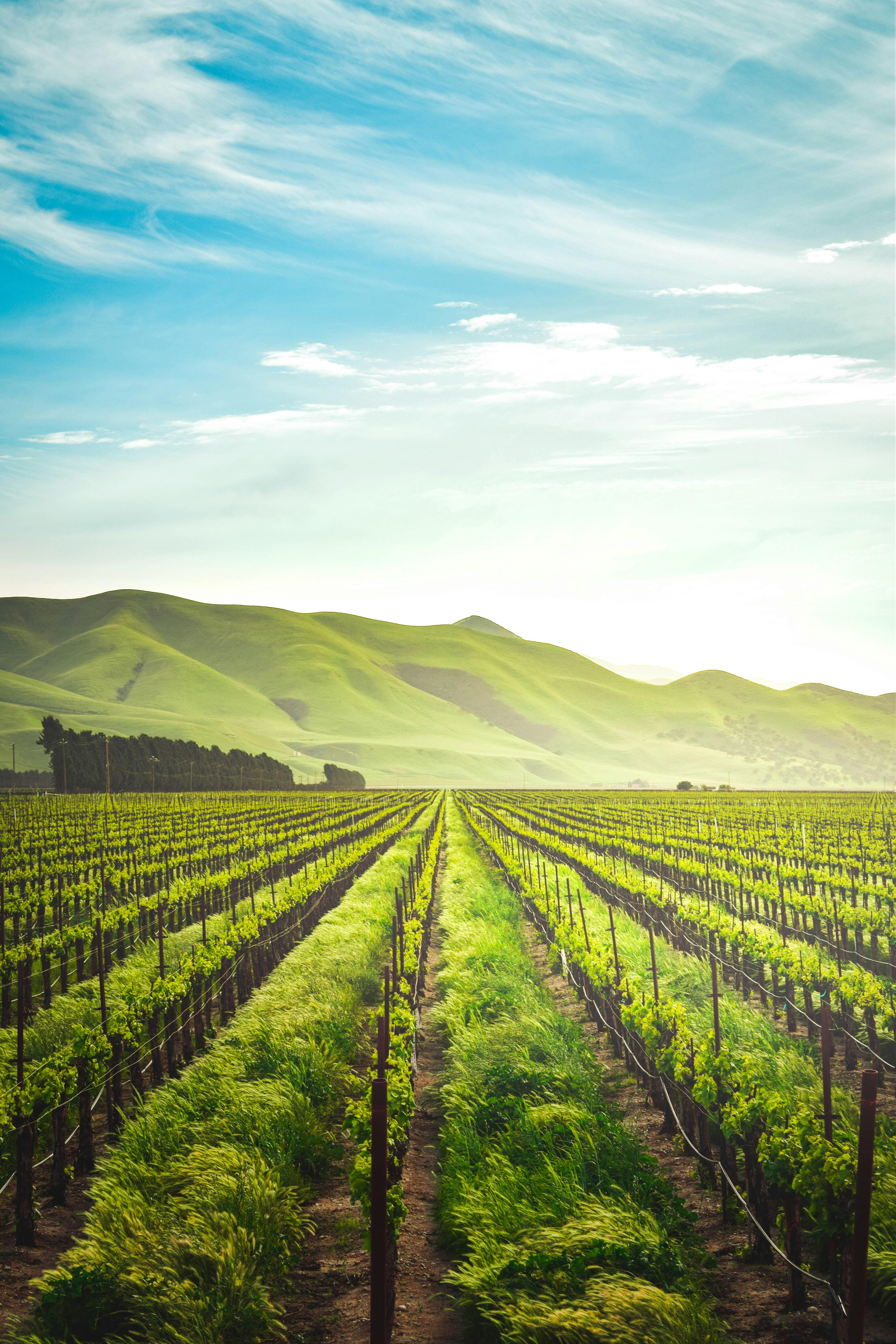 Beyond the Grain: How Smart Technology is Revolutionizing Rice Processing and Shaping the Future of Food Security 2 From Crop to Consumer: Navigating the Ethical Implications of Technological Advances in Rice production