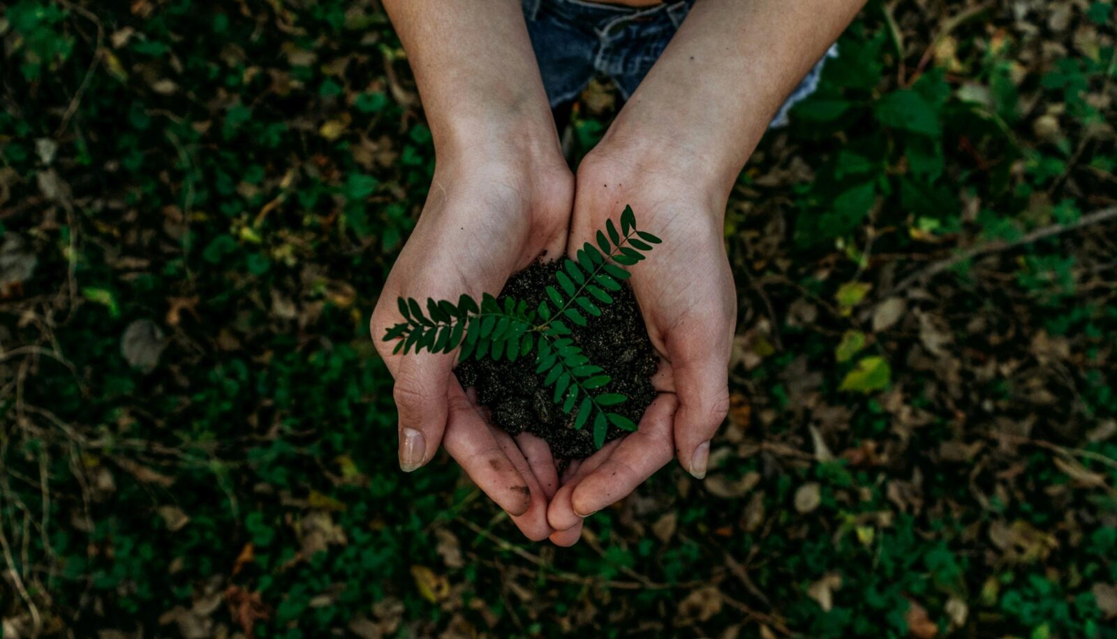 Beyond the Grain: How Innovative Rice Processing Redefines Sustainability and Quality in Global Agriculture 1 redefining Sustainability: The Untold Impact of Innovative Rice Processing on Environmental Footprints