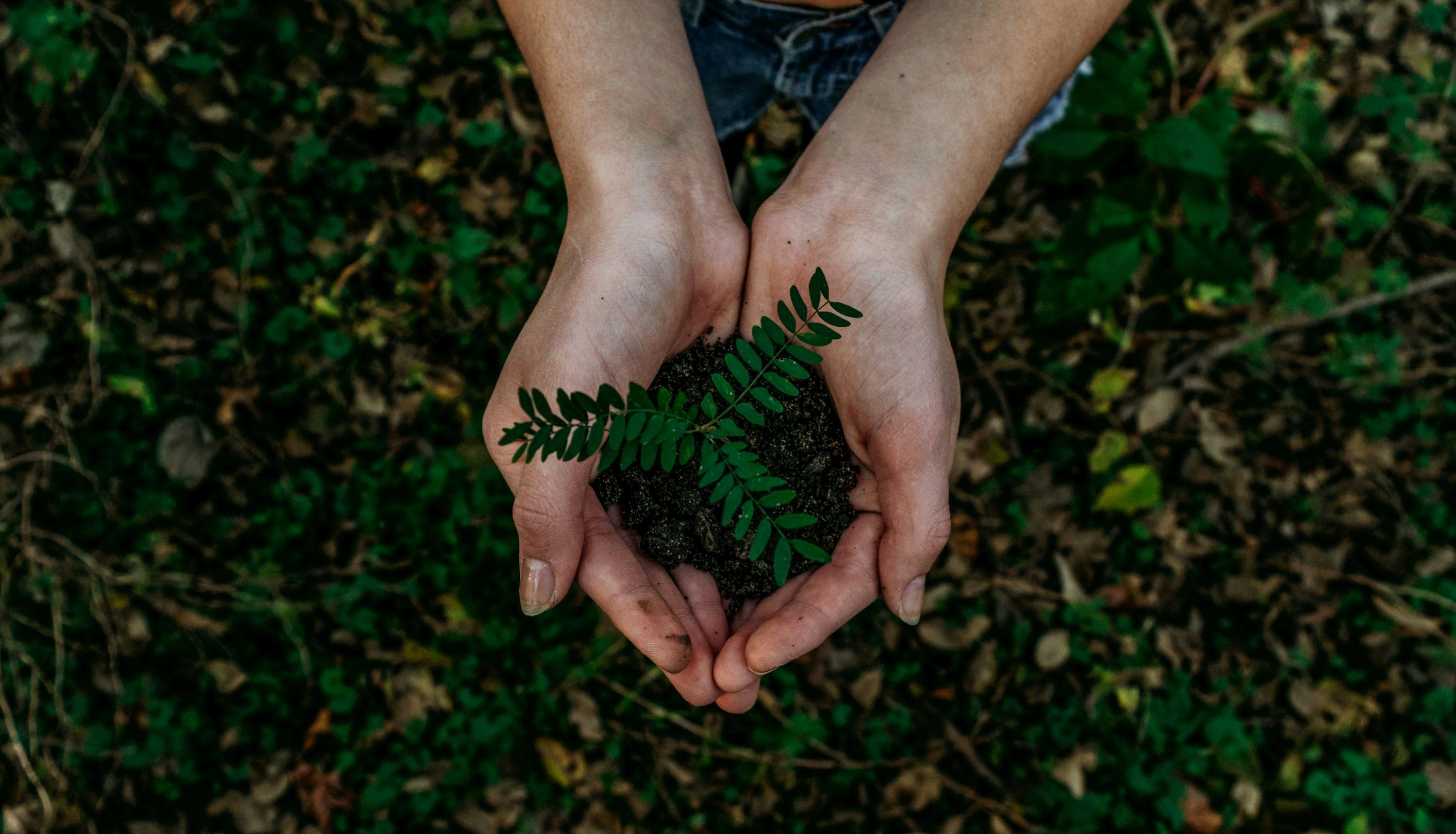 Beyond the Grain: How Innovative Rice Processing Redefines Sustainability and Quality in Global Agriculture 1 redefining Sustainability: The Untold Impact of Innovative Rice Processing on Environmental Footprints