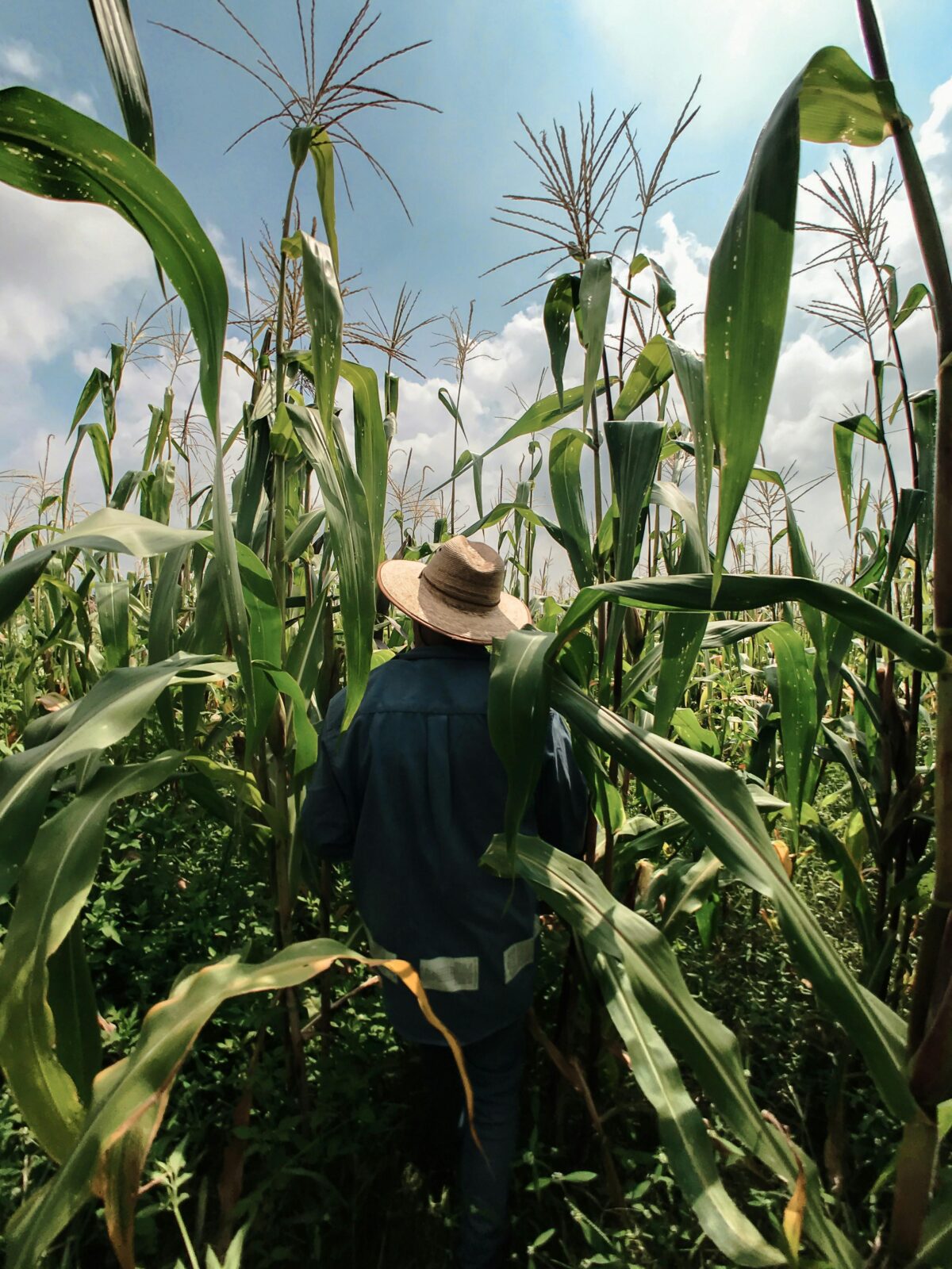 From Grain to Gleam: The Journey of a Jet Rice Polisher and the Heart of Transformation 1 Through the Eyes of a Farmer: The Beginning of the Harvest Journey