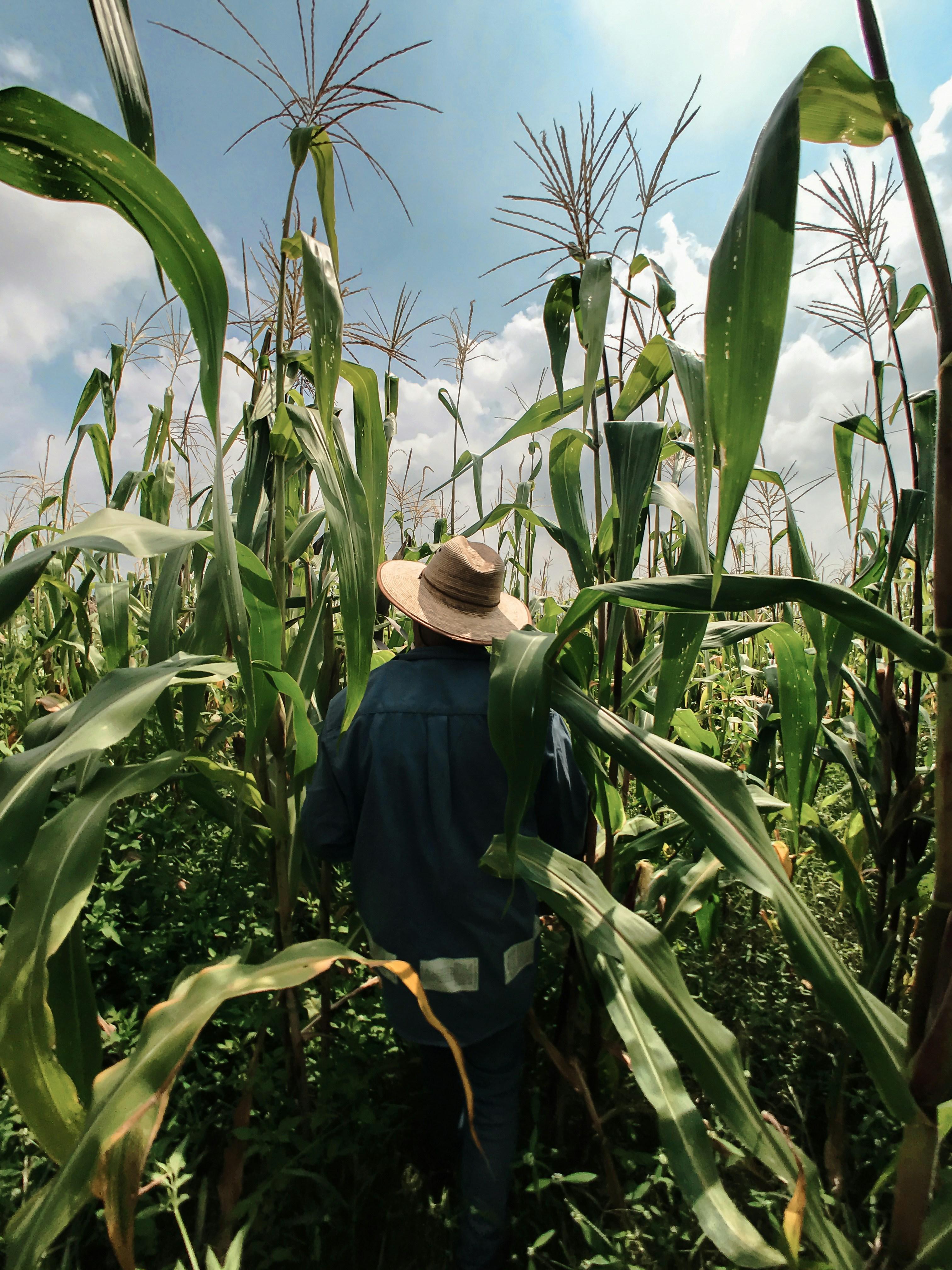 From Grain to Gleam: The Journey of a Jet Rice Polisher and the Heart of Transformation 1 Through the Eyes of a Farmer: The Beginning of the Harvest Journey
