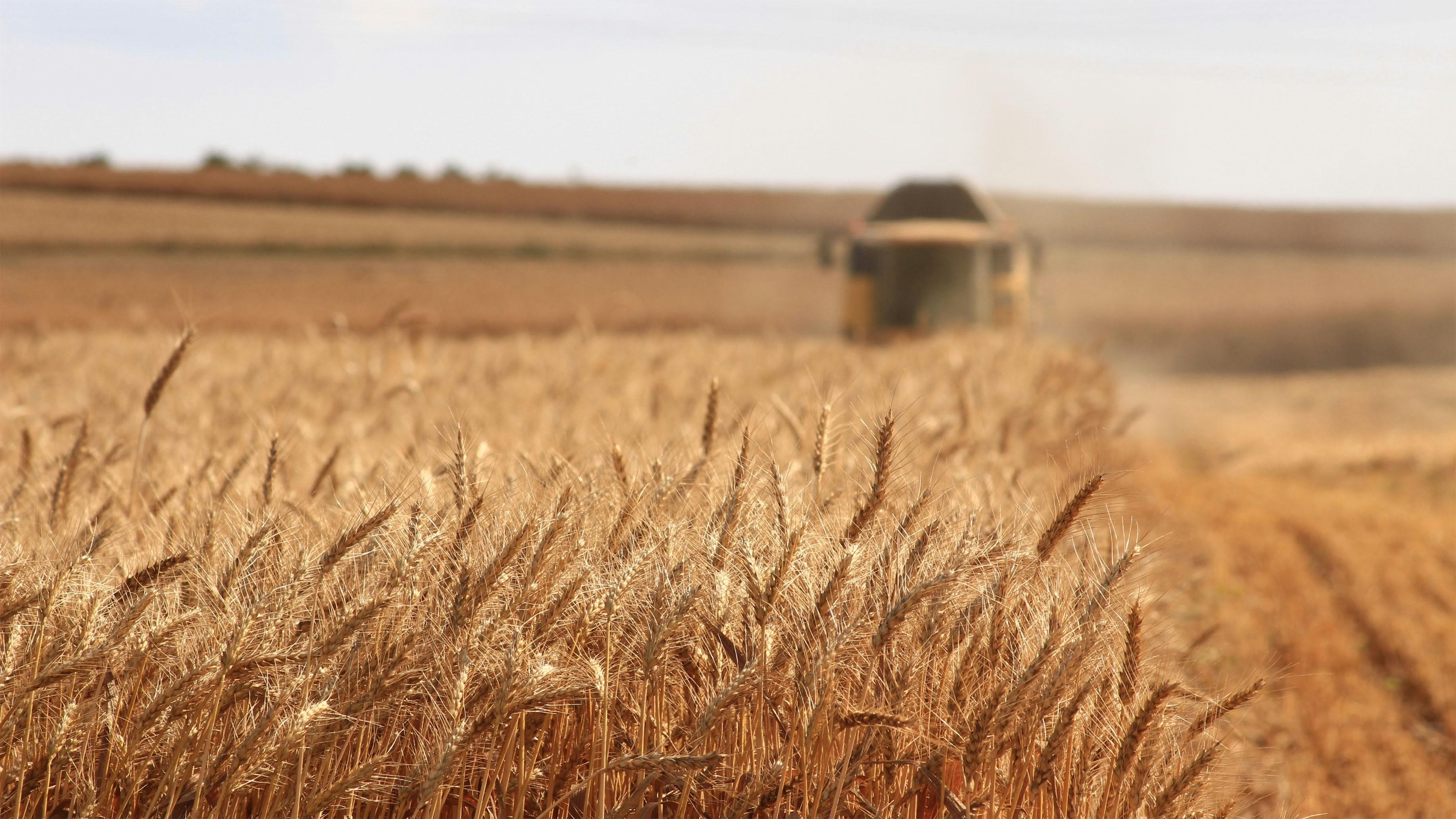 Maximize Your Crop Profit: How to Choose the Right Combined Rice Milling Machine for Efficiency and Quality