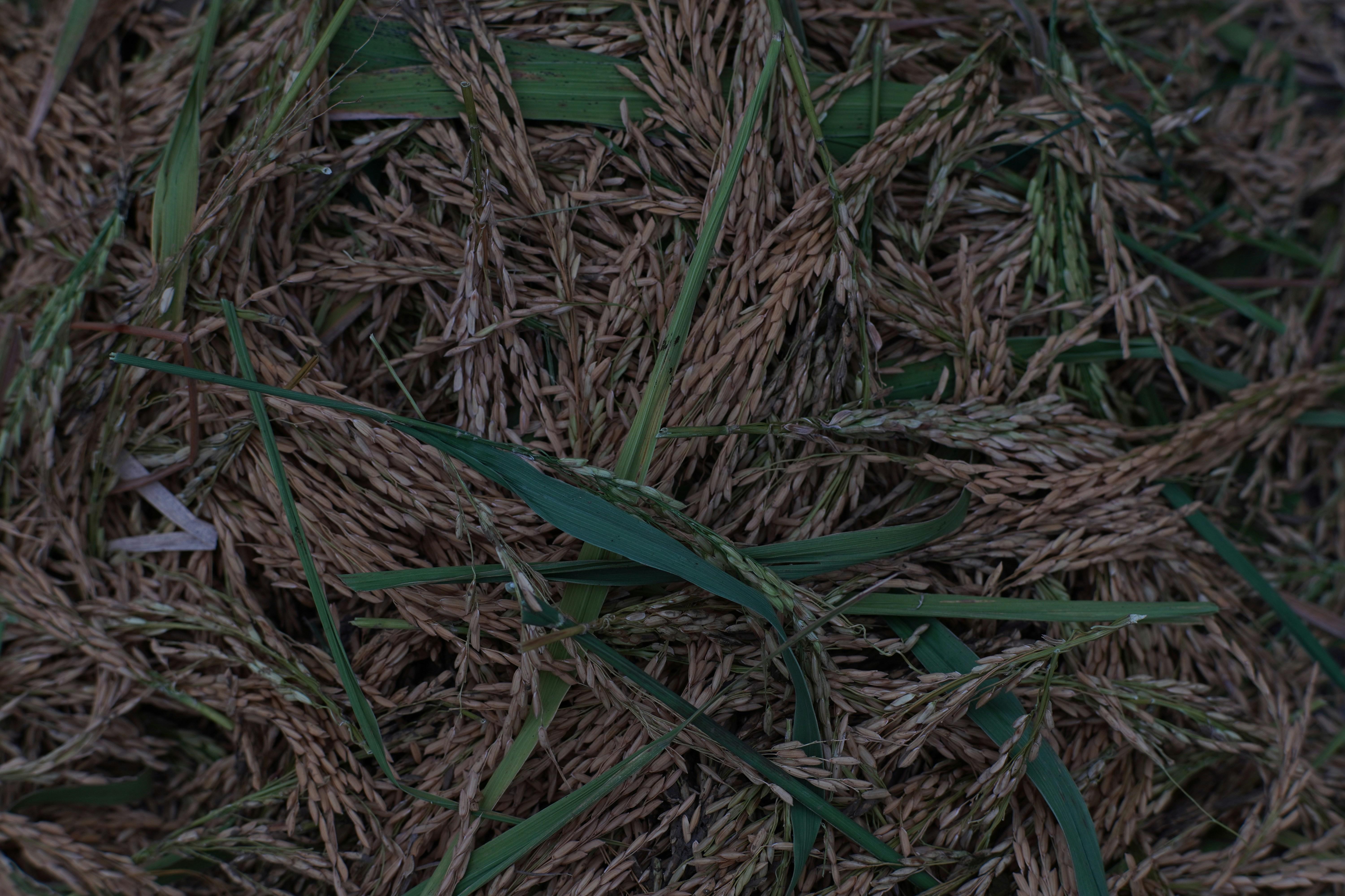 Exploring the Advantages of Combine Mini Rice⁢ Mills for Modern ‍Agriculture