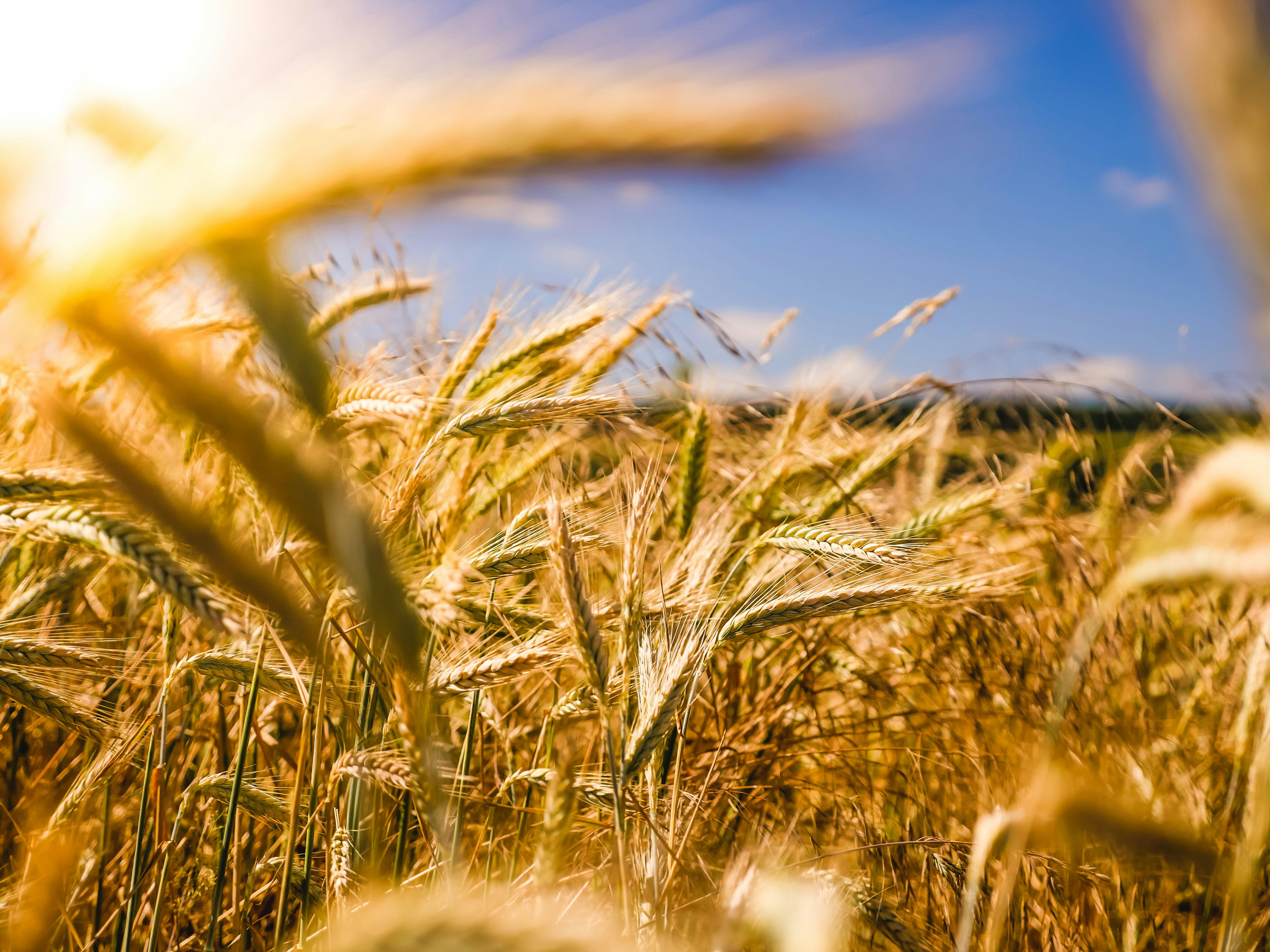 Maximize Your Crop Profit: How to Choose the Right Combined Rice Milling Machine for Efficiency and Quality 1 Maximize Your grain Quality: How to Choose the Right Combined Rice Milling Machine for Efficient Processing