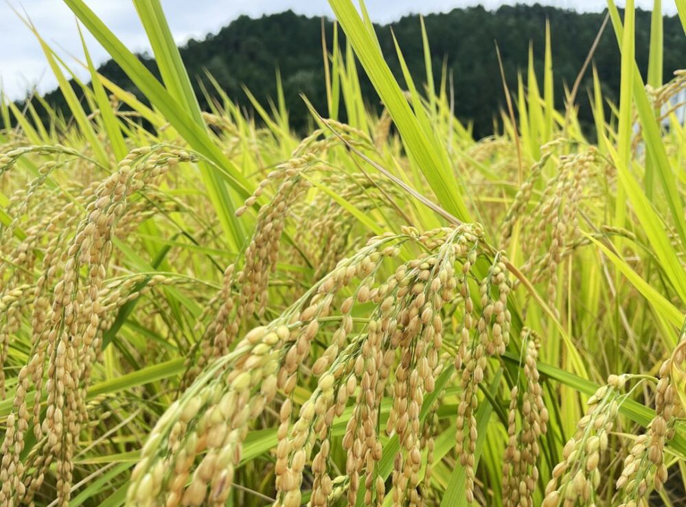 The Heart of Grain: How Jet Rice Polishers Weave Stories of Tradition and Change 1 Whispers of the Past: How Heritage Shapes the Craft of Jet Rice Polishers