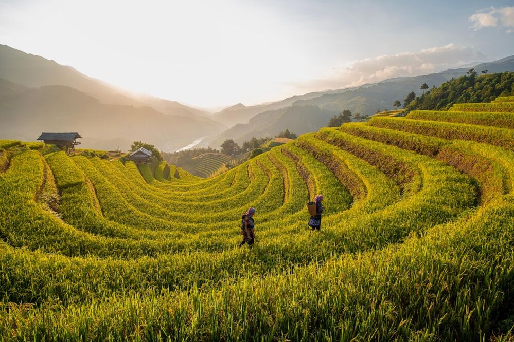 The Ultimate Guide to Mini Rice Mills: Unlocking Efficiency and Profit for Small Farmers