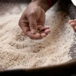 The Polisher's Secret: How a Small Machine Revived My Abuela's Recipes and Our Family's Bond