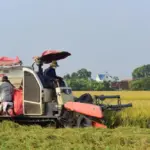 Unlock the Secrets to Efficient Rice Milling: Practical Tips for Reducing Downtime and Enhancing Output