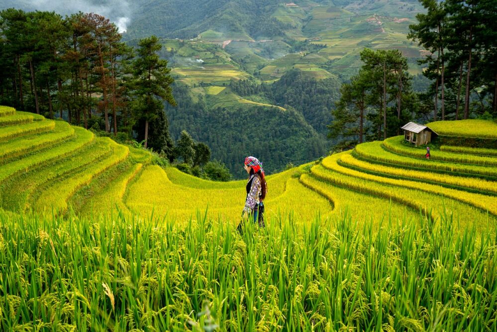 The Hidden Power of Parboiled Rice Processing Plants: A Strategic Asset for Future Food Security 1 Unveiling the Unseen Risks: The Environmental Toll of Parboiled Rice Processing Plants