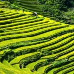 Home 3 Reimagining Rice: The Untapped Potential of Sustainable Processing for Global Food Challenges