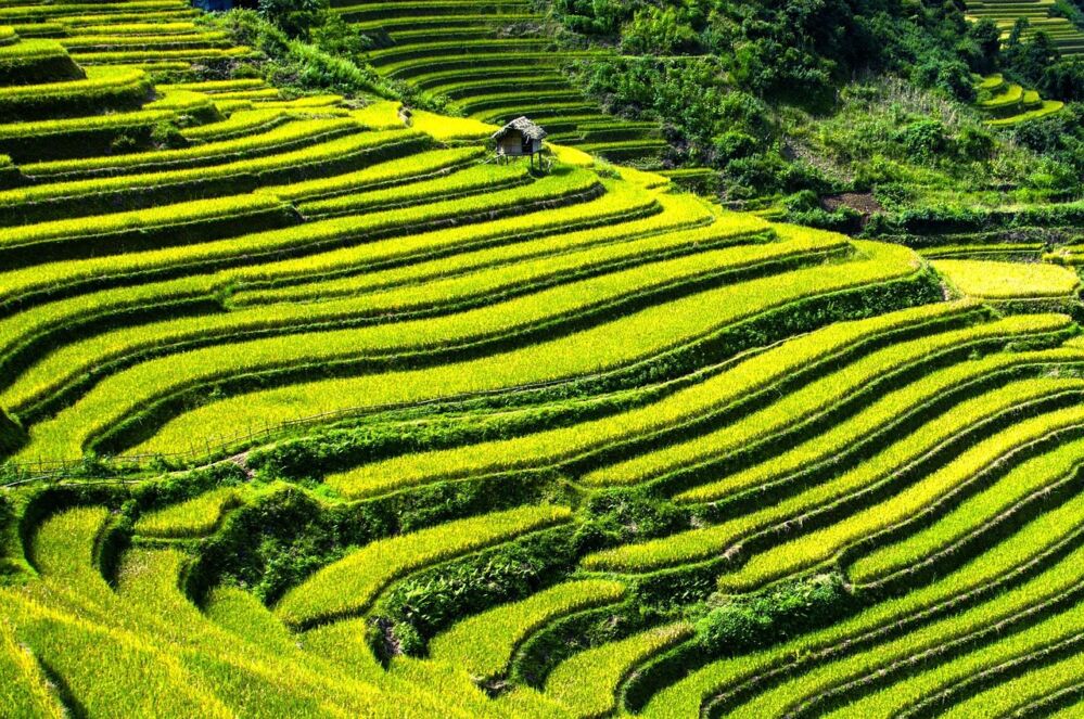 Reimagining Rice: The Untapped Potential of Sustainable Processing for Global Food Challenges