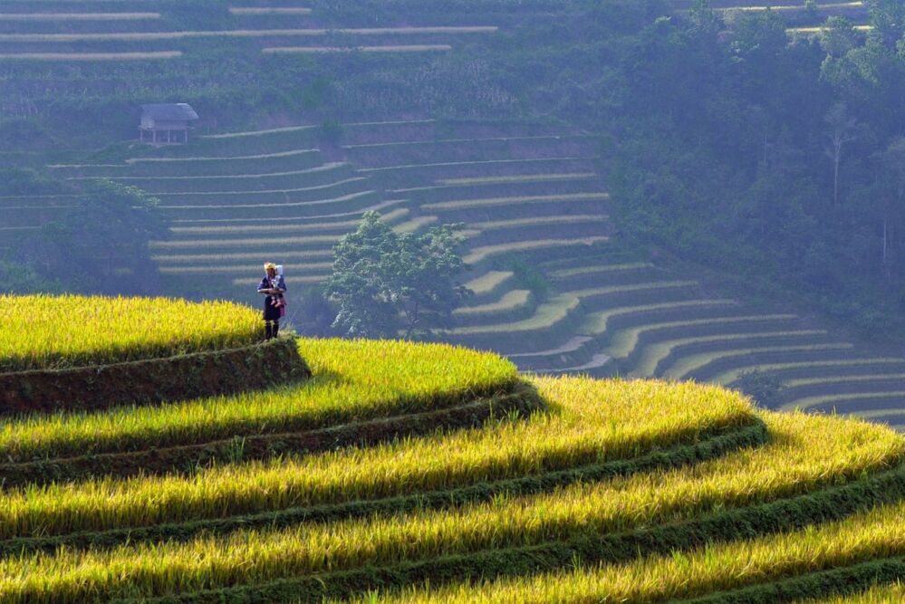 Turning the Wheel of Change: How Rice Machinery Bridges Generations and Cultures