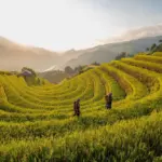 The Hidden Power of Parboiled Rice Processing Plants: A Strategic Asset for Future Food Security