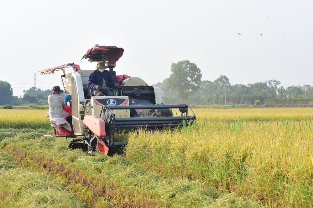 The Parboiled Rice Processing Plant: A Game-Changer in Food Innovation and Economic Resilience 2 Innovation or Illusion: Are Parboiled Rice Processing Plants Overemphasizing Food Resilience?