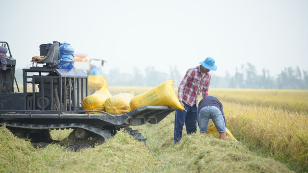 The Parboiled Rice Processing Plant: A Game-Changer in Food Innovation and Economic Resilience
