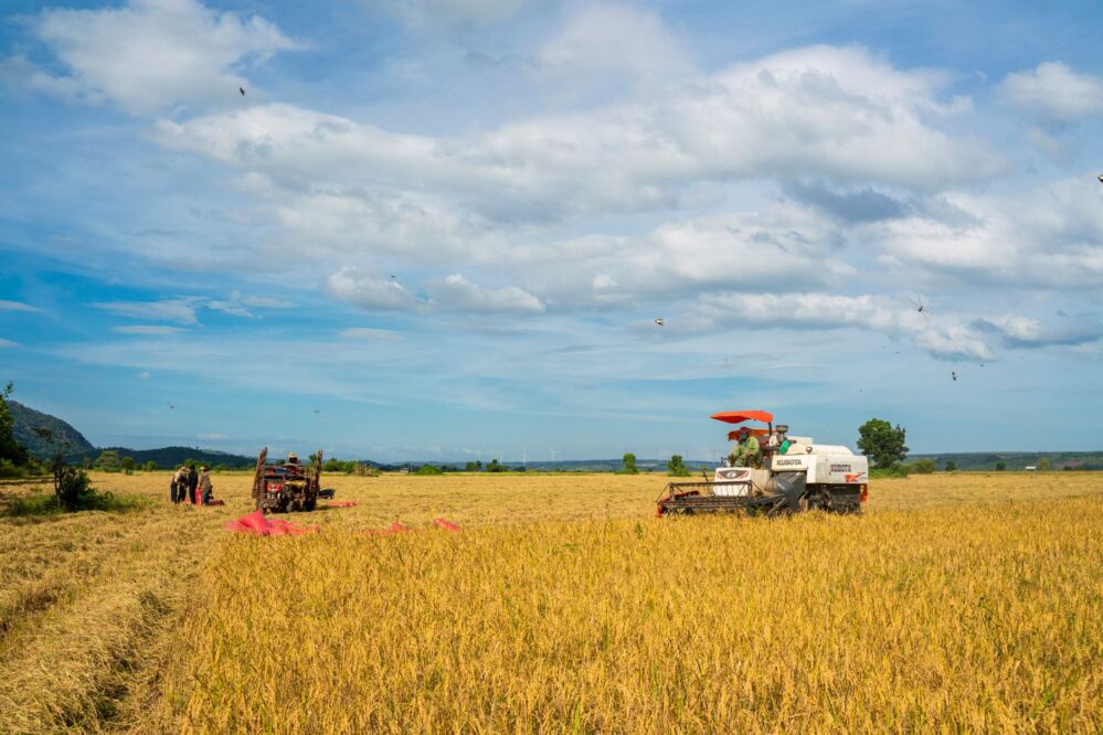 The Two-Bag Test: What a Mini Rice Polisher Taught a Small Miller About Patience and Polish 2 The Slow Reveal: Discovering the Value of Process Through a Mini Rice Polisher