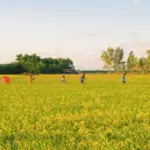 Polishing Dreams: The Personal Stories of Rice Polishers and Their Impact on Lives