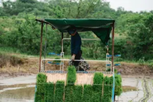 Home 1 Decoding Rice Processing: The Hidden Costs of Outdated Equipment in Modern Agriculture