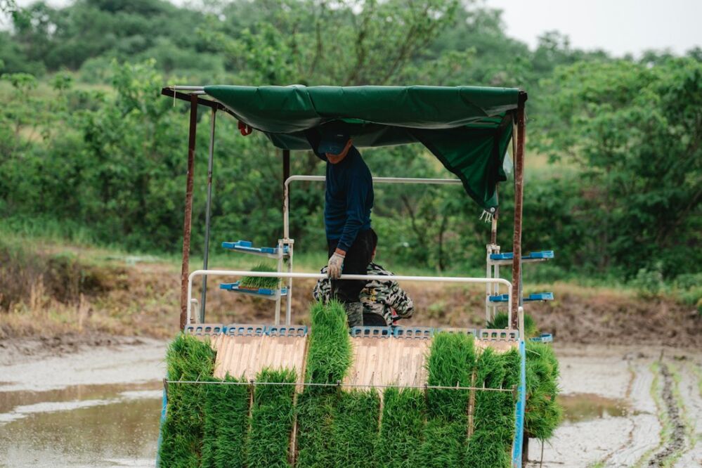Decoding Rice Processing: The Hidden Costs of Outdated Equipment in Modern Agriculture