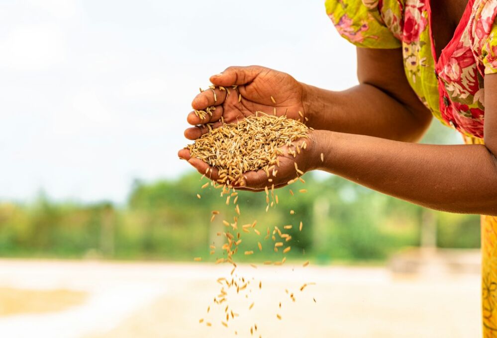 Shining a Light on Tradition: The Mini Rice Polisher's Role in Reviving Rural Heritage 1 Reviving Heritage: The Stories of Farmers Who Embraced the Mini Rice Polisher