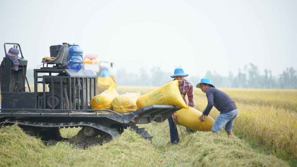 Rethinking Innovation: Why Not All Rice Processing Technologies Are Created Equal in the Fight Against Food Waste