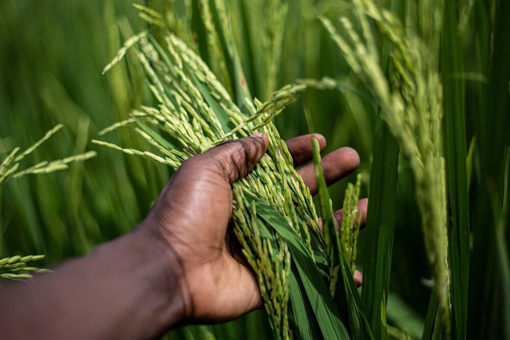 Innovative Mini Rice Mills: How They Enhance Small-Scale Rice Production and Boost Profitability 1 The Role of Innovative Mini Rice Mills in Reshaping Smallholder Farming Economics