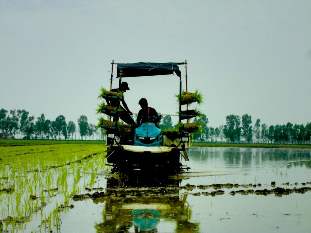 Rethinking Rice Processing: Why Investing in Automation is Key to Future-Proofing Agriculture 1 Navigating the Automation Paradox: Balancing Efficiency Gains with Job Displacement in Rice Processing