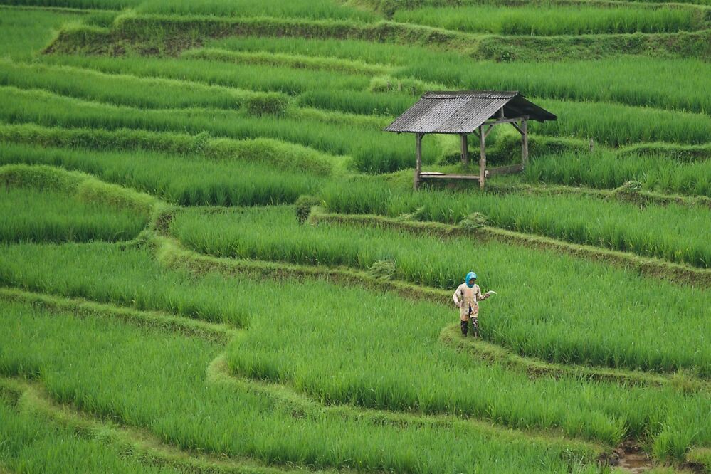 Technical Limitations and Performance Enhancements: A Systematic Review of Paddy Processing Technologies