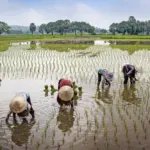 Optimizing Performance in Paddy Processing Machinery: A Detailed Examination of Specifications, Process Efficiency, and Comparative Analysis