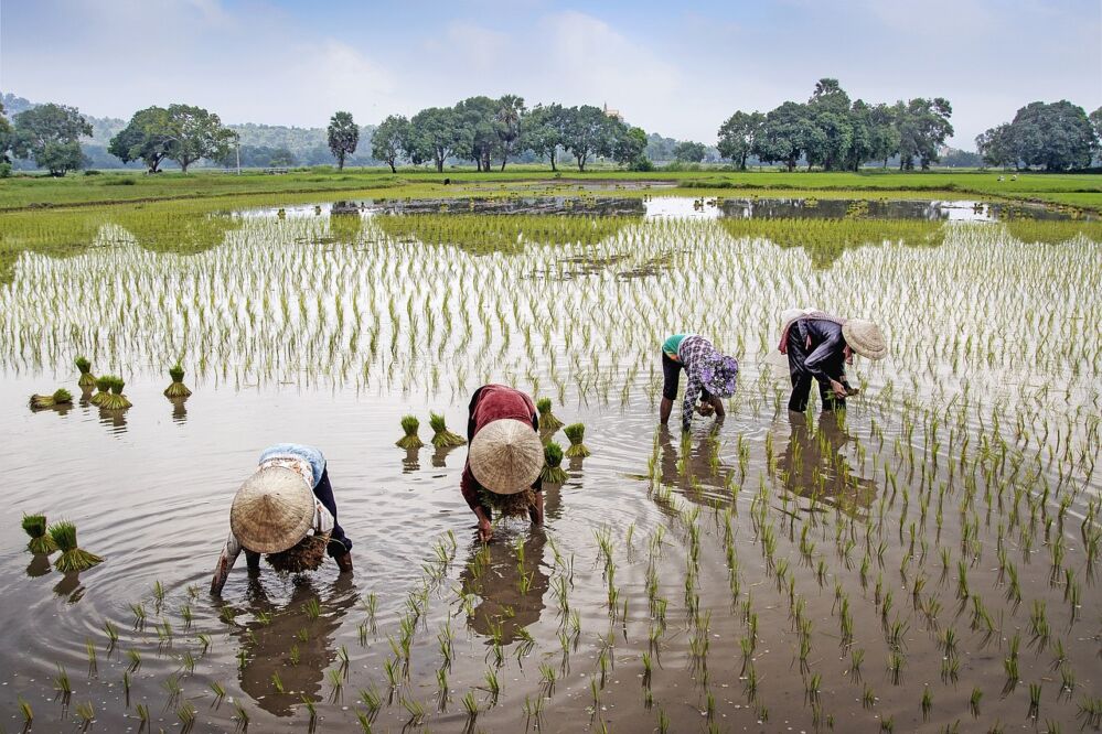 Optimizing Performance in Paddy Processing Machinery: A Detailed Examination of Specifications, Process Efficiency, and Comparative Analysis